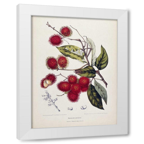 Rambutan White Modern Wood Framed Art Print by Van Nooten, Madame