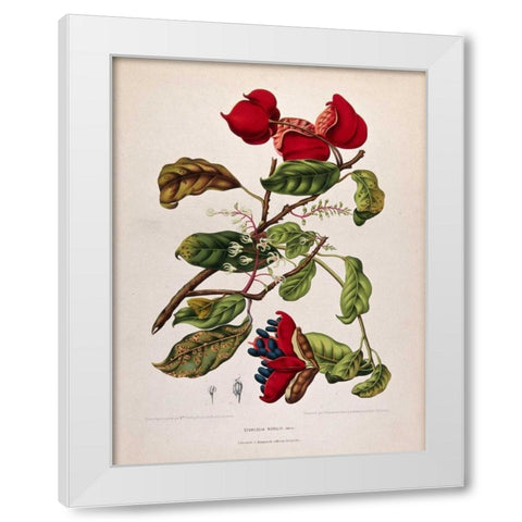 Chinese Chestnut White Modern Wood Framed Art Print by Van Nooten, Madame