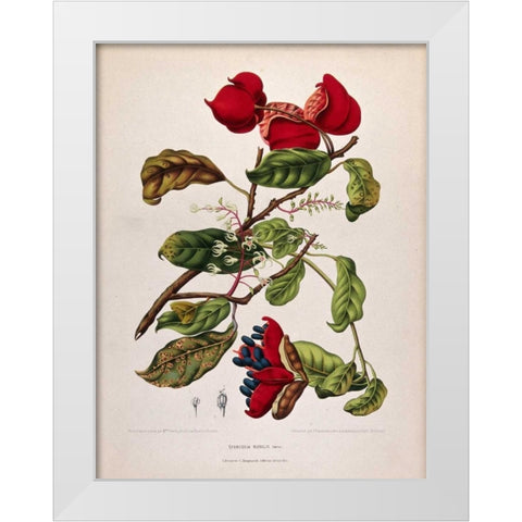 Chinese Chestnut White Modern Wood Framed Art Print by Van Nooten, Madame