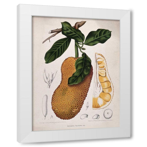 Jackfruit White Modern Wood Framed Art Print by Van Nooten, Madame
