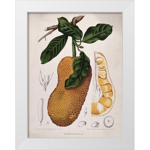 Jackfruit White Modern Wood Framed Art Print by Van Nooten, Madame
