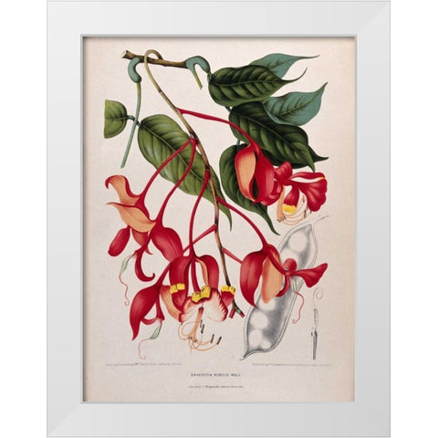 Orchid tree, Pride of Burma White Modern Wood Framed Art Print by Van Nooten, Madame