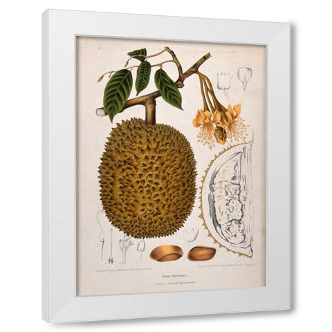 Durian White Modern Wood Framed Art Print by Van Nooten, Madame