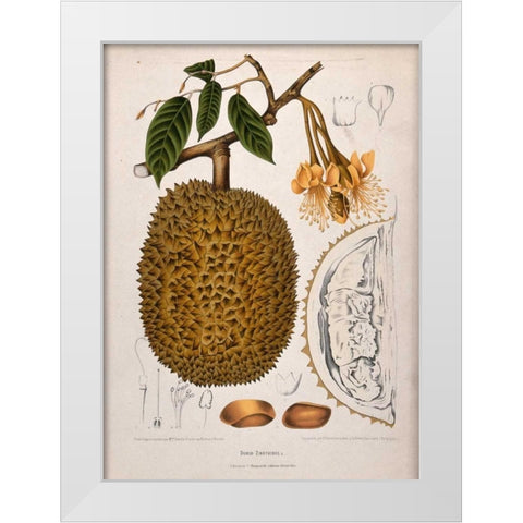 Durian White Modern Wood Framed Art Print by Van Nooten, Madame