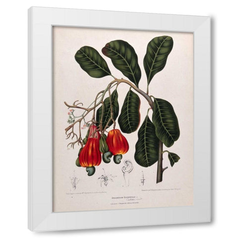 Cashew Nut White Modern Wood Framed Art Print by Van Nooten, Madame