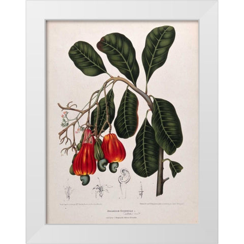 Cashew Nut White Modern Wood Framed Art Print by Van Nooten, Madame