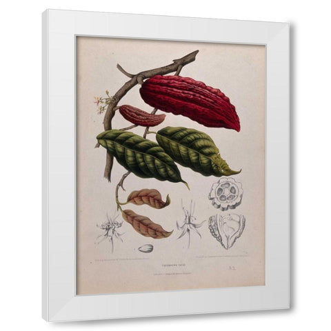 Cacao White Modern Wood Framed Art Print by Van Nooten, Madame