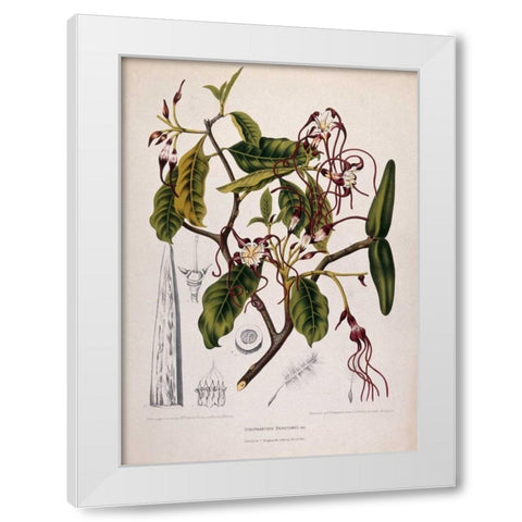 Twisted Cord Flower White Modern Wood Framed Art Print by Van Nooten, Madame