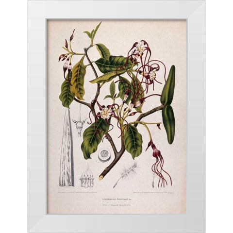 Twisted Cord Flower White Modern Wood Framed Art Print by Van Nooten, Madame