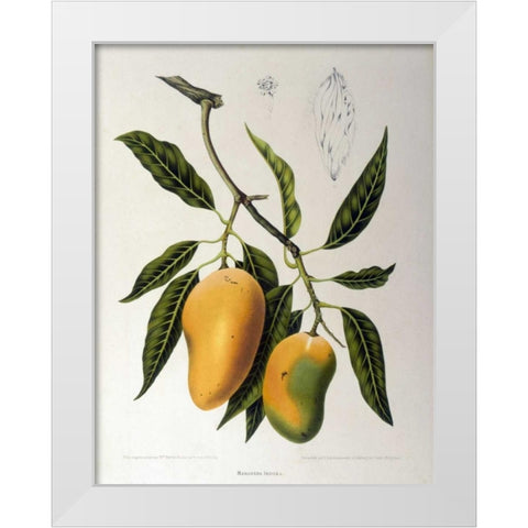 Mangosteen White Modern Wood Framed Art Print by Van Nooten, Madame