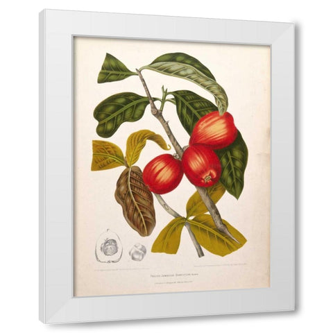 Rose Apple fruiting White Modern Wood Framed Art Print by Van Nooten, Madame