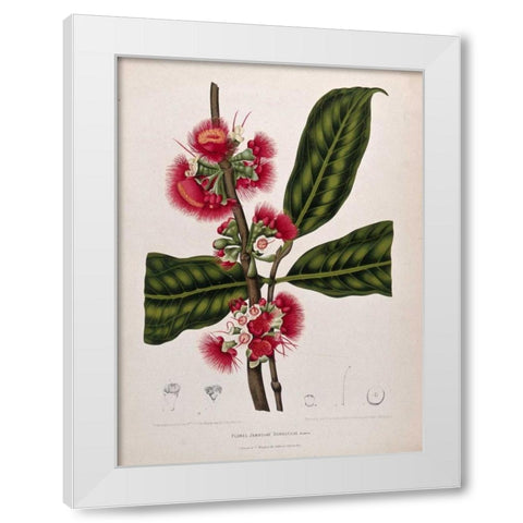 Rose Apple flowering White Modern Wood Framed Art Print by Van Nooten, Madame
