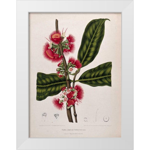 Rose Apple flowering White Modern Wood Framed Art Print by Van Nooten, Madame