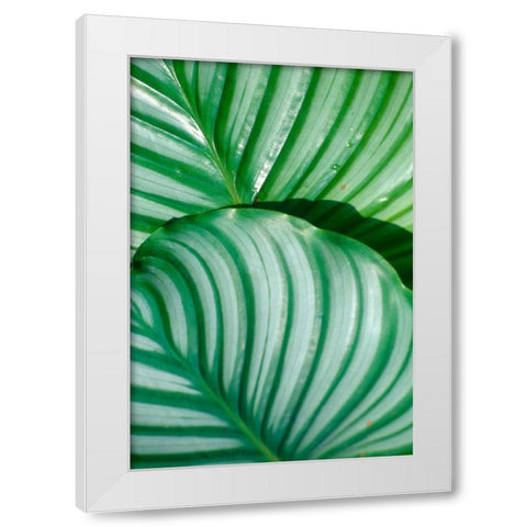 Tropical Leaf White Modern Wood Framed Art Print by Blue, Cyril