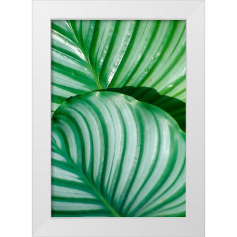 Tropical Leaf White Modern Wood Framed Art Print by Blue, Cyril