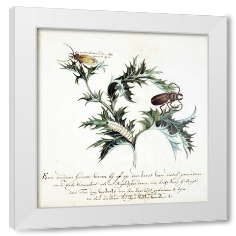 Thistle with Beetles White Modern Wood Framed Art Print by Markee, Cornelis