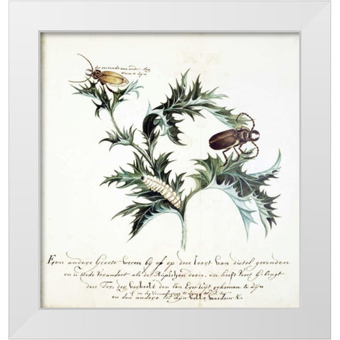 Thistle with Beetles White Modern Wood Framed Art Print by Markee, Cornelis