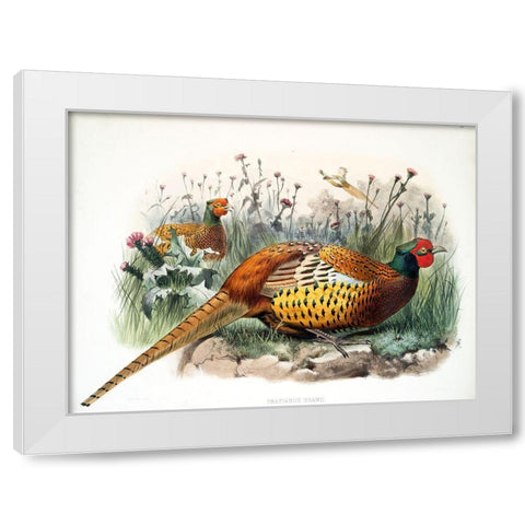 Shaws Pheasant White Modern Wood Framed Art Print by Elliot, David