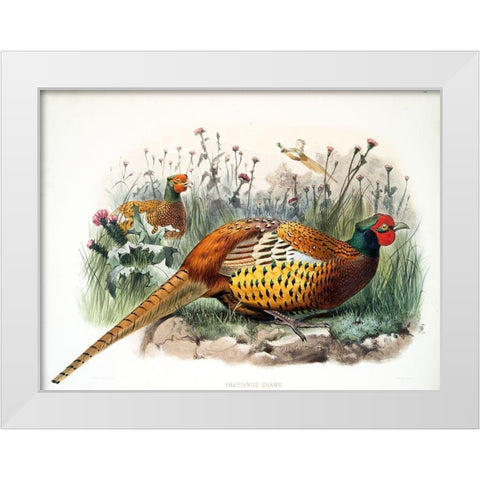 Shaws Pheasant White Modern Wood Framed Art Print by Elliot, David