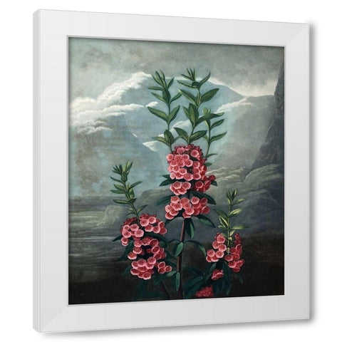 Narrow Leaved Kalmia White Modern Wood Framed Art Print by Thornton, Dr R