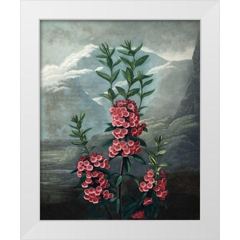 Narrow Leaved Kalmia White Modern Wood Framed Art Print by Thornton, Dr R