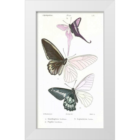 Butterflies, Plate 17 White Modern Wood Framed Art Print by Blanchard, Emile