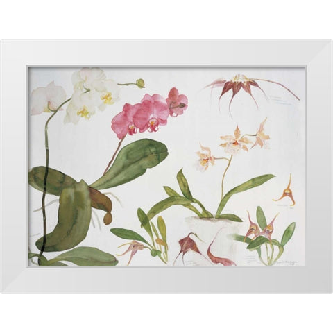 Orchid Studies White Modern Wood Framed Art Print by Blackadder, Elizabeth