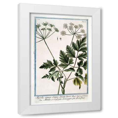 Cow Parsley 4 White Modern Wood Framed Art Print by Bonelli, Giorgio