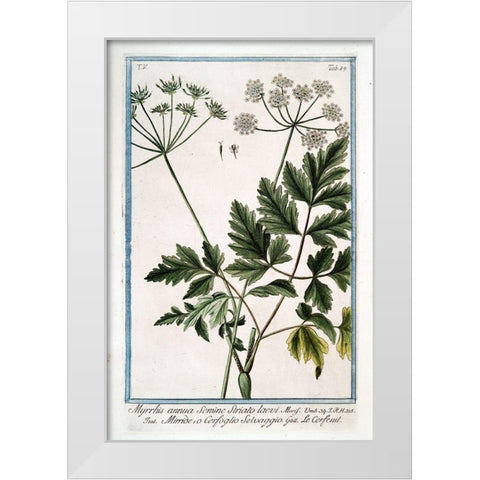 Cow Parsley 4 White Modern Wood Framed Art Print by Bonelli, Giorgio