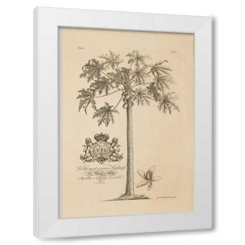 Papaya Tree White Modern Wood Framed Art Print by Ehret, Georg