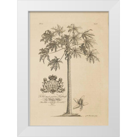 Papaya Tree White Modern Wood Framed Art Print by Ehret, Georg