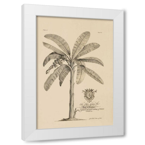 Banana Tree White Modern Wood Framed Art Print by Ehret, Georg
