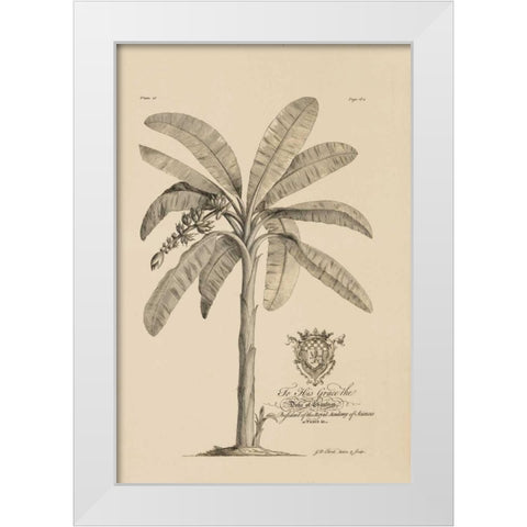 Banana Tree White Modern Wood Framed Art Print by Ehret, Georg