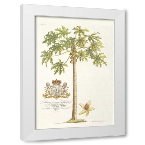 Papaya Tree White Modern Wood Framed Art Print by Ehret, Georg