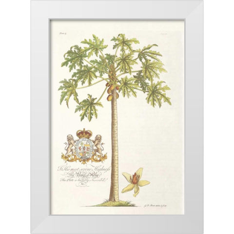 Papaya Tree White Modern Wood Framed Art Print by Ehret, Georg