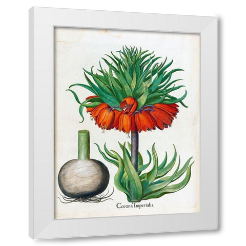 Corona Imperialis White Modern Wood Framed Art Print by Besler, Basilius