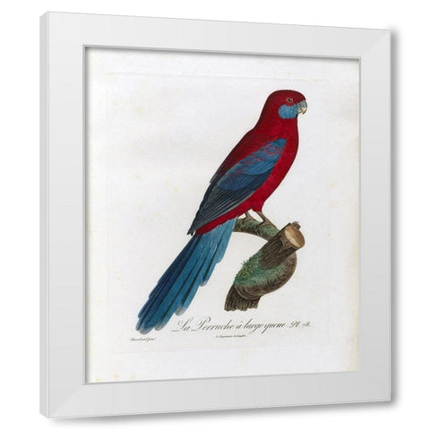La Perruche a large queue White Modern Wood Framed Art Print by Barraband, Jacques