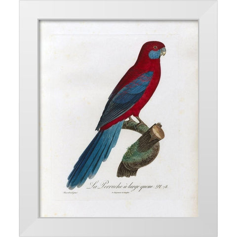 La Perruche a large queue White Modern Wood Framed Art Print by Barraband, Jacques