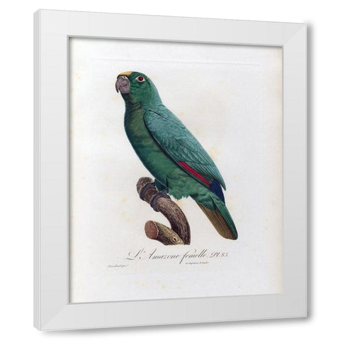 L Amazone Femelle White Modern Wood Framed Art Print by Barraband, Jacques