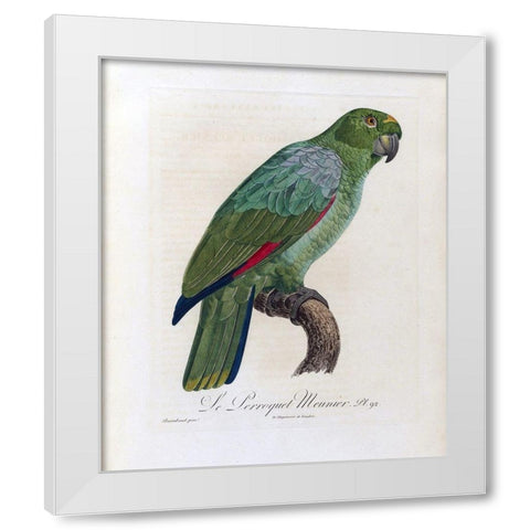 Le Perroquet Meunier White Modern Wood Framed Art Print by Barraband, Jacques