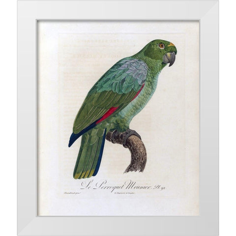 Le Perroquet Meunier White Modern Wood Framed Art Print by Barraband, Jacques