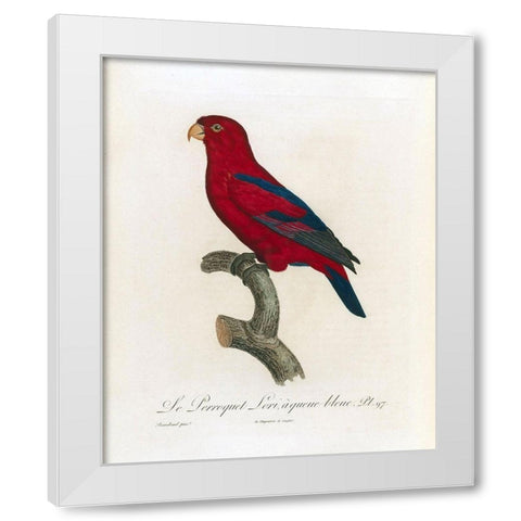 Le Perroquet Lori, a queue bleu White Modern Wood Framed Art Print by Barraband, Jacques