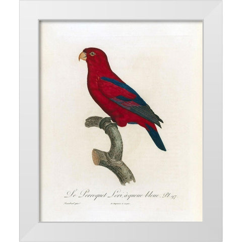 Le Perroquet Lori, a queue bleu White Modern Wood Framed Art Print by Barraband, Jacques