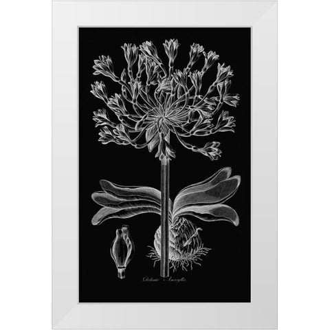 Delicate Amarylis White Modern Wood Framed Art Print by Hill, John