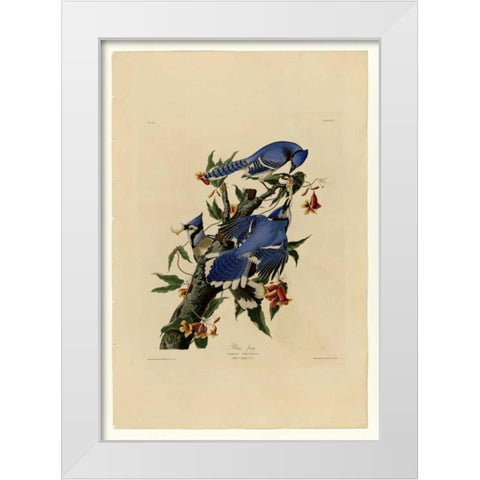 Blue Jay White Modern Wood Framed Art Print by Audubon, John James