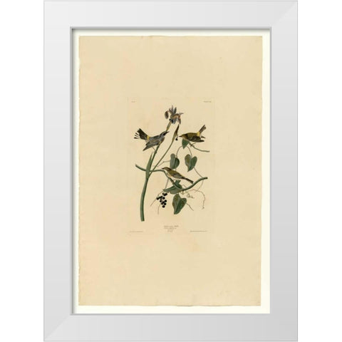 Yellow Cream Warbler White Modern Wood Framed Art Print by Audubon, John James
