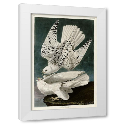 Iceland Falcon White Modern Wood Framed Art Print by Audubon, John James