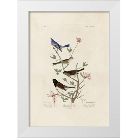 Finches White Modern Wood Framed Art Print by Audubon, John James