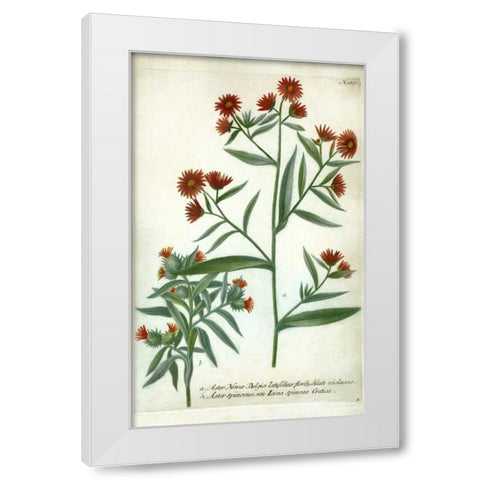 Aster, Plate 189 White Modern Wood Framed Art Print by Weinmann, Johann W.