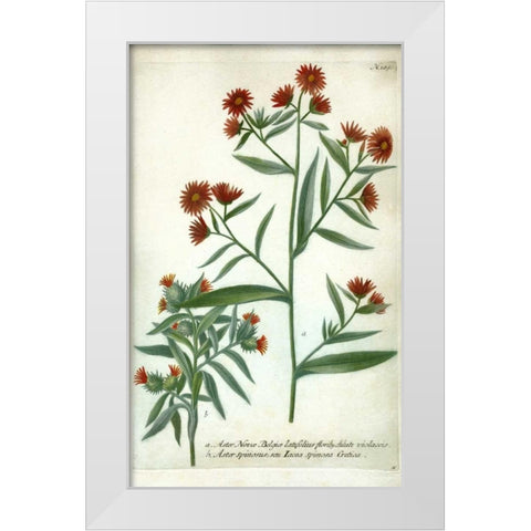Aster, Plate 189 White Modern Wood Framed Art Print by Weinmann, Johann W.